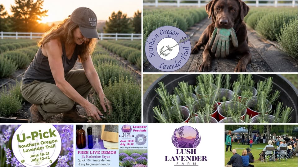 July Lavender Festival at Lush Lavender Farm